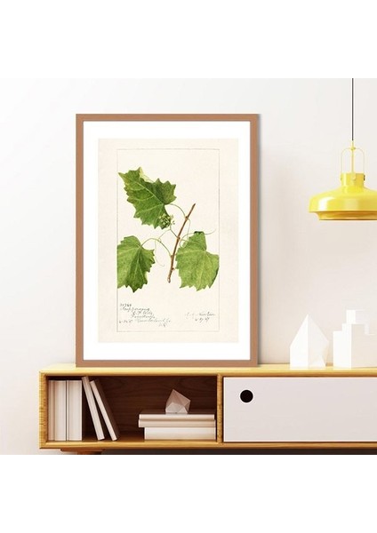 Üzüm Yaprağı 1 Çerçeve ve Poster - MT1106