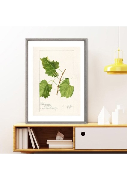 Üzüm Yaprağı 1 Çerçeve ve Poster - MT1106