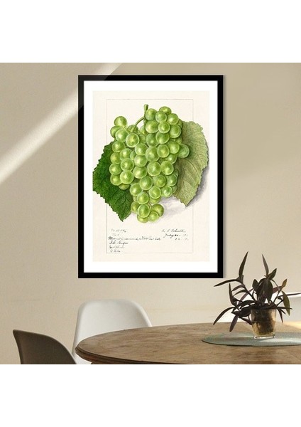 Yeşil Üzümler 1 Çerçeve ve Poster - MT1103