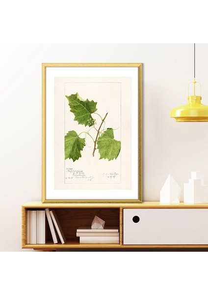 Üzüm Yaprağı 1 Çerçeve ve Poster - MT1106