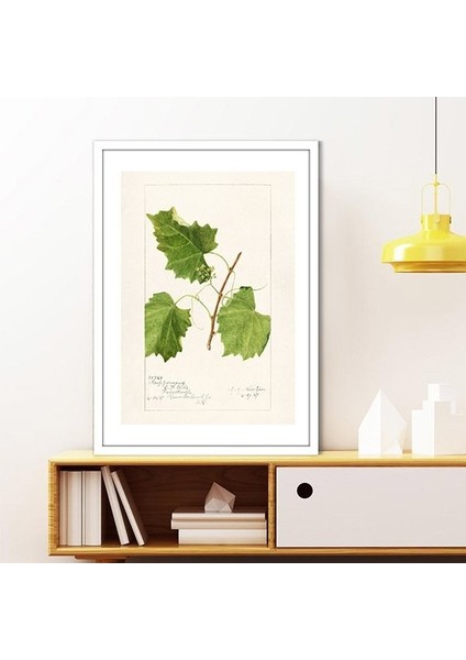 Üzüm Yaprağı 1 Çerçeve ve Poster - MT1106