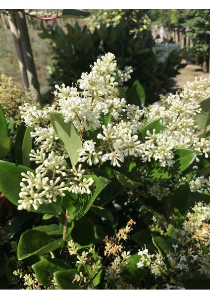 Ligustrum - Kurt Bağrı Çit Bitkisi 30 Adet