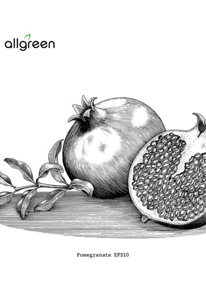 Nar Çekirdeği Yağı 20 ml - Sabun Yapımı İçin Doğal Yağ