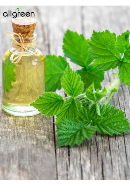Isırgan Tohumu Yağı 50 ml - Sabun Yapımı İçin Doğal ve Besleyici Yağ