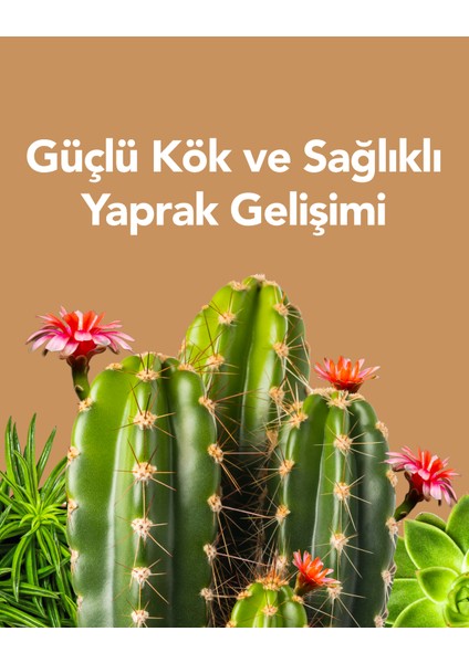 Kullanıma Hazır Sukulent Sıvı Bitki Besini - Güçlü Kök ve Sağlıklı Yapraklar İçin Besleyici Bitki Besini 250 ml