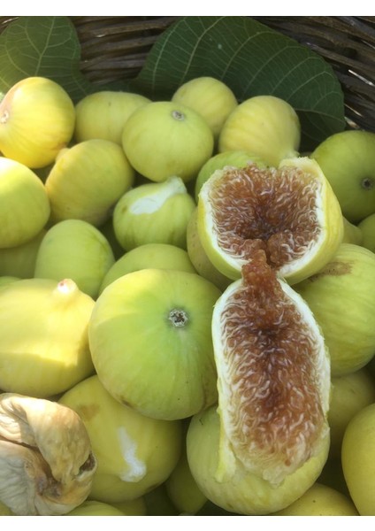 Aydın Kuru Dağ Inciri 2 kg fırsatları