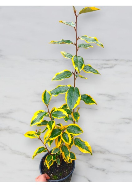 Süs Iğdesi Bitkisi Sarı Yeşil Alacalı 60-70CM