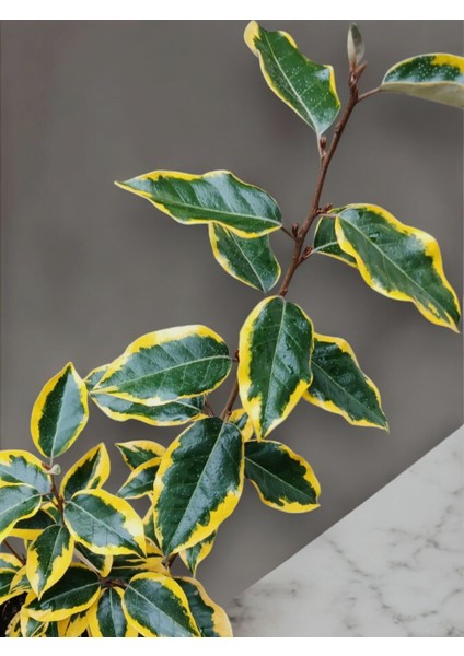 Süs Iğdesi Bitkisi Sarı Yeşil Alacalı 60-70CM fiyatları