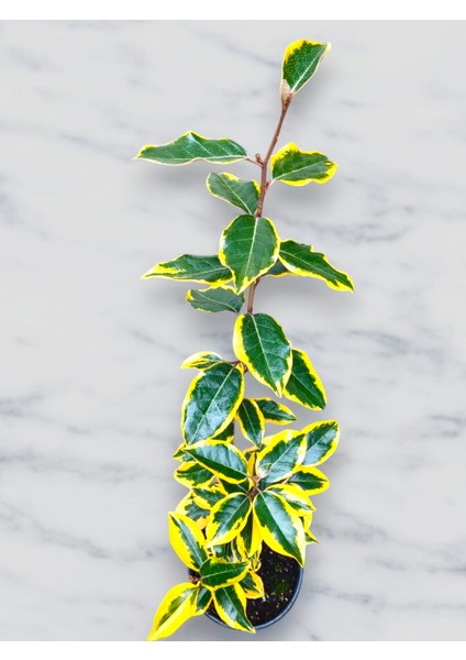 Süs Iğdesi Bitkisi Sarı Yeşil Alacalı 60-70CM modelleri