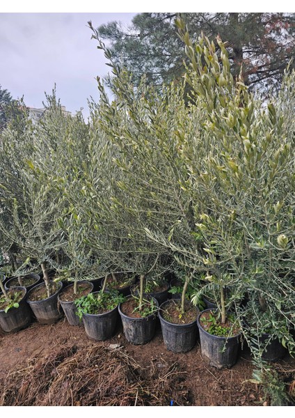 6 Yaş Bursa Gemlik Trilye Zeytin Fidanı Saksılı Büyük Boy