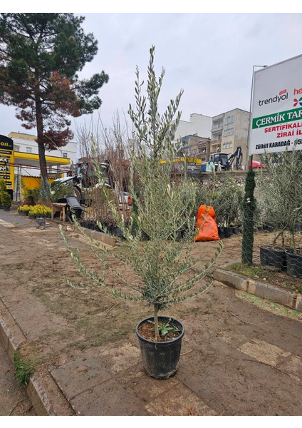 6 Yaş Bursa Gemlik Trilye Zeytin Fidanı Saksılı Büyük Boy