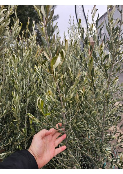 6 Yaş Bursa Gemlik Trilye Zeytin Fidanı Saksılı Büyük Boy