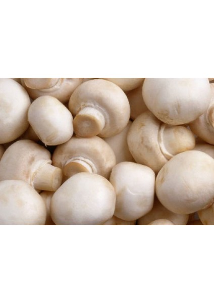 Kültür Mantarı Deneme Kiti 12 -13 kg Full Paket
