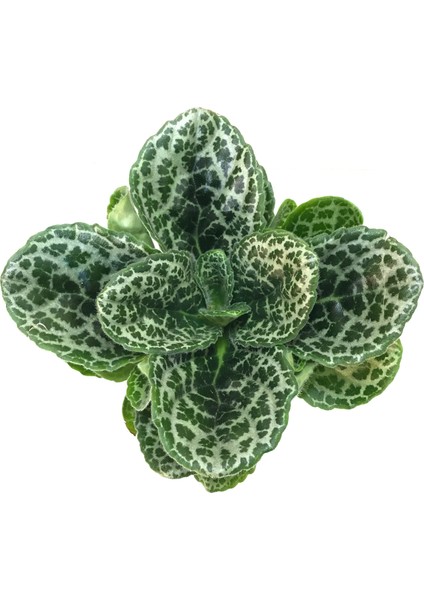Streptocarpus 'Pretty Turtle'