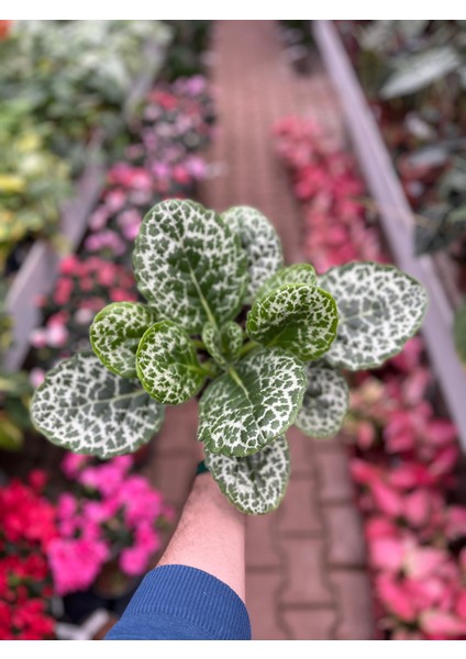 Streptocarpus 'Pretty Turtle'