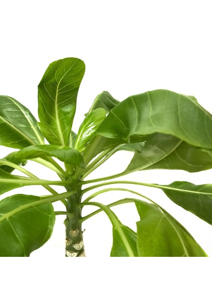 Brighamia Insignis 'Hawaiian Palm' (Hawaii Palmiyesi) fiyatları