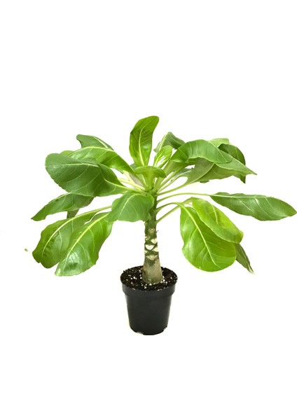 Brighamia Insignis 'Hawaiian Palm' (Hawaii Palmiyesi)