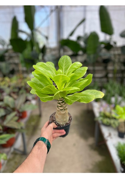 Brighamia Insignis 'Hawaiian Palm' (Hawaii Palmiyesi) modelleri