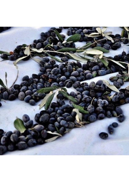 Tüplü Sınırlı Üretim Cezayir Menşei – Sigoise Zeytini Fidanı