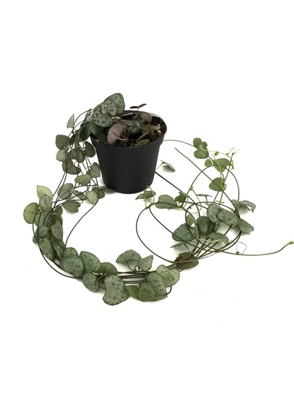 Ceropegia Woodii (Kalp Kalbe Karşı Çiçeği)