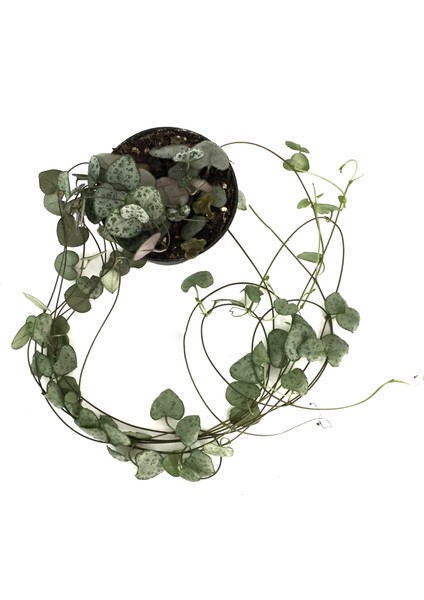 Ceropegia Woodii (Kalp Kalbe Karşı Çiçeği) fiyatları