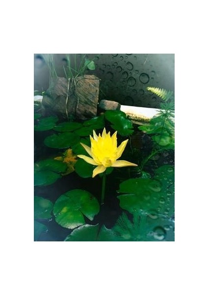 Sarı Lotus Çiçeği Tohumu Nilüfer Çiçeği Tohumu 3 Adet Tohum