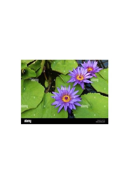 3 Adet Tohum Nadir Mor Lotus Çiçeği Tohumu Su Nilüfer Çiçeği Tohumu Hediye Tohumludur