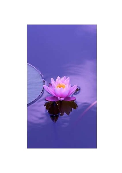 3 Adet Tohum Nadir Mor Lotus Çiçeği Tohumu Su Nilüfer Çiçeği Tohumu Hediye Tohumludur