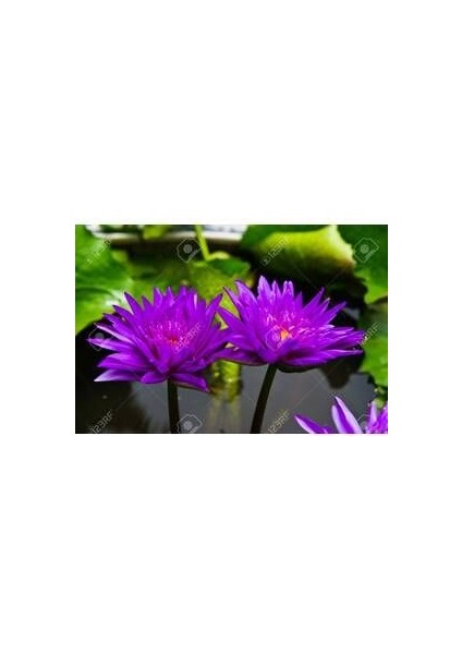 3 Adet Tohum Nadir Mor Lotus Çiçeği Tohumu Su Nilüfer Çiçeği Tohumu Hediye Tohumludur