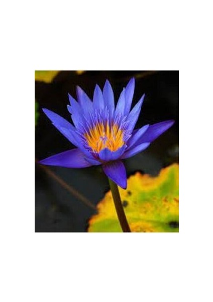 Mavi Lotus Çiçeği Tohum Nilüfer Çiçeği Tohumu Mavi Lotus Tohumu 10 Adet Tohum