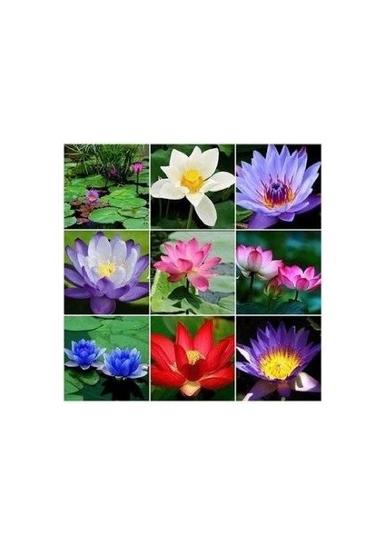 Expres Tohumculuk 3 Farklı Lotus Çiçeği Tohum Nilüfer Çiçeği Tohumu Lotus Tohumu