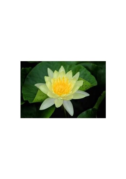 Expres Tohumculuk 3 Farklı Lotus Çiçeği Tohum Nilüfer Çiçeği Tohumu Lotus Tohumu