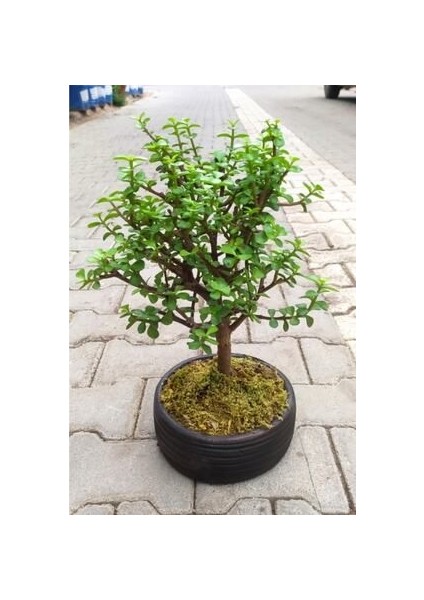 Bonsai Para Ağacı - Para Çiçeği - Bereket Ağacı