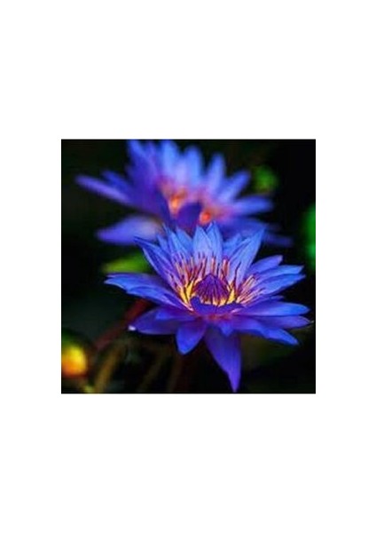 Mavi Lotus Çiçeği Tohum Nilüfer Çiçeği Tohumu Mavi Lotus Tohumu 4 Adet Tohum