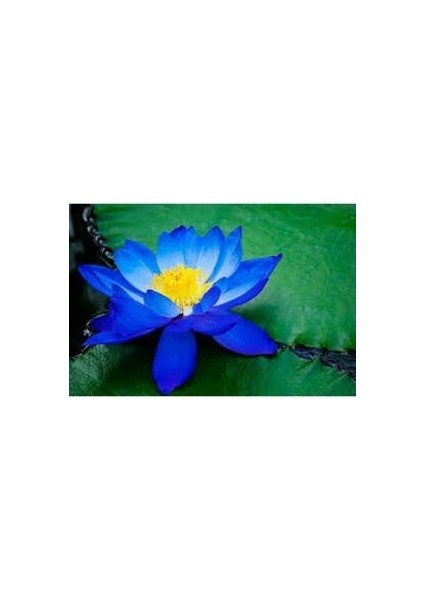 Mavi Lotus Çiçeği Tohum Nilüfer Çiçeği Tohumu Mavi Lotus Tohumu 6 Adet Tohum