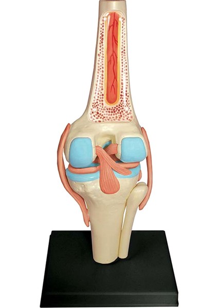 Öğrenci Öğretim Çalışması Montaj Modeli Için Tıbbi Torso Insan Vücudu Modeli Eğitim Diz Eklemi Organları Modeli (Yurt Dışından)