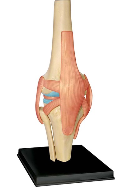 Öğrenci Öğretim Çalışması Montaj Modeli Için Tıbbi Torso Insan Vücudu Modeli Eğitim Diz Eklemi Organları Modeli (Yurt Dışından) fiyatları