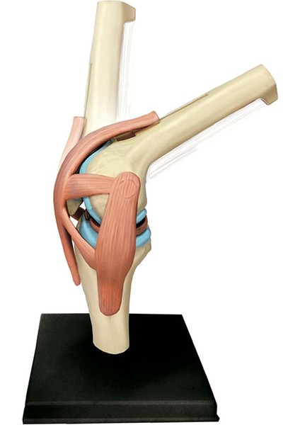 Öğrenci Öğretim Çalışması Montaj Modeli Için Tıbbi Torso Insan Vücudu Modeli Eğitim Diz Eklemi Organları Modeli (Yurt Dışından) modelleri