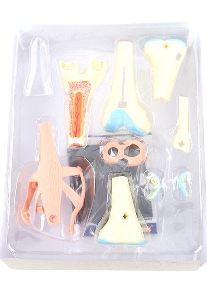 Öğrenci Öğretim Çalışması Montaj Modeli Için Tıbbi Torso Insan Vücudu Modeli Eğitim Diz Eklemi Organları Modeli (Yurt Dışından) fırsatları