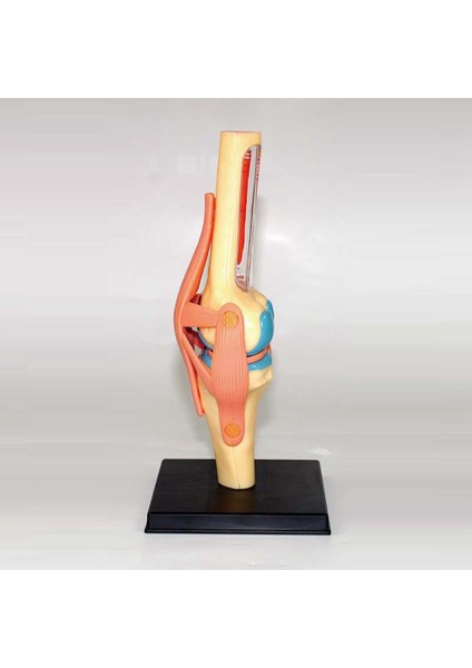 Öğrenci Öğretim Çalışması Montaj Modeli Için Tıbbi Torso Insan Vücudu Modeli Eğitim Diz Eklemi Organları Modeli (Yurt Dışından) indirimleri