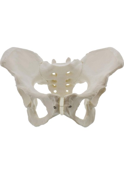 Gerçek Boyutta Kadın Pelvis Modeli, Kalça Modeli - Kadın Anatomi Modeli, Kalça Kemiği Pelvis Modeli Kadın Anatomik Modeli (Yurt Dışından)