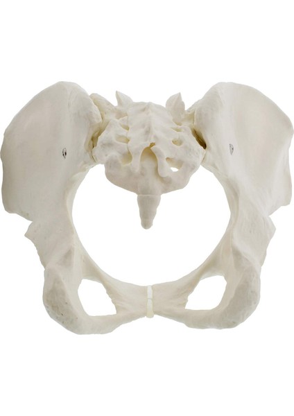 Gerçek Boyutta Kadın Pelvis Modeli, Kalça Modeli - Kadın Anatomi Modeli, Kalça Kemiği Pelvis Modeli Kadın Anatomik Modeli (Yurt Dışından)
