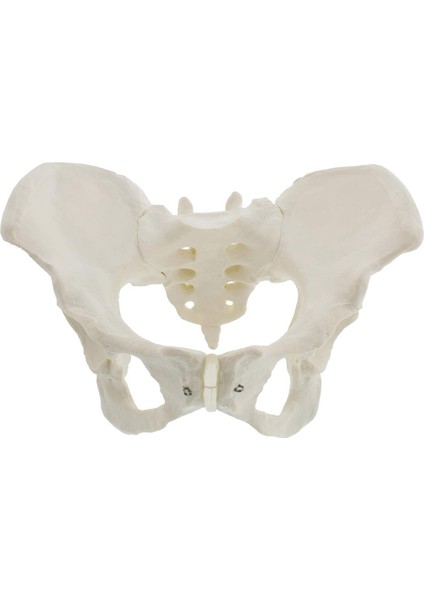 Gerçek Boyutta Kadın Pelvis Modeli, Kalça Modeli - Kadın Anatomi Modeli, Kalça Kemiği Pelvis Modeli Kadın Anatomik Modeli (Yurt Dışından)