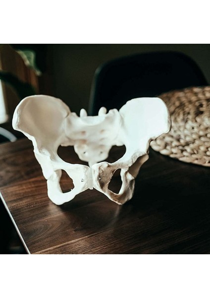 Gerçek Boyutta Kadın Pelvis Modeli, Kalça Modeli - Kadın Anatomi Modeli, Kalça Kemiği Pelvis Modeli Kadın Anatomik Modeli (Yurt Dışından)
