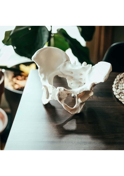 Gerçek Boyutta Kadın Pelvis Modeli, Kalça Modeli - Kadın Anatomi Modeli, Kalça Kemiği Pelvis Modeli Kadın Anatomik Modeli (Yurt Dışından)