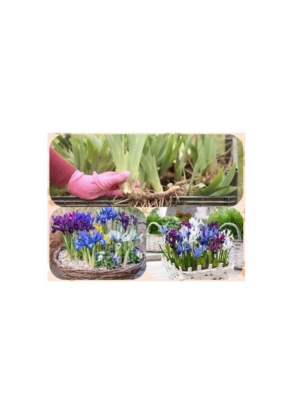 25 Adet Saksılık Iris Süsen Soğanı Germany Iris