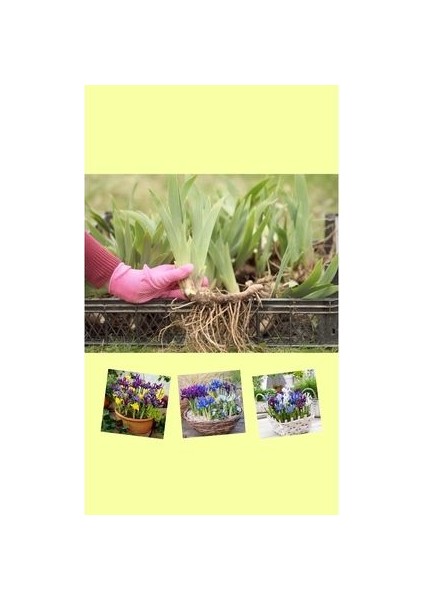 25 Adet Saksılık Iris Süsen Soğanı Germany Iris