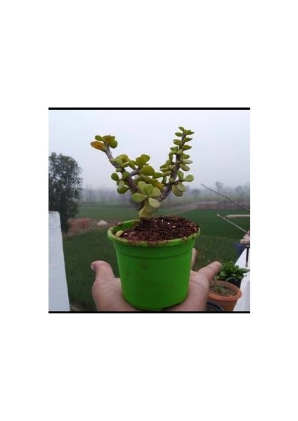 Bonsai Para Ağacı Fidanı 8.5 Saksıda 15-20 cm modelleri