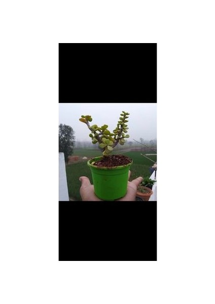 Bonsai Para Ağacı Fidanı 8.5 Saksıda 15-20 cm fırsatları