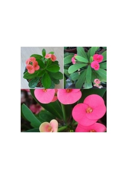 Pembe Dikenler Tacı